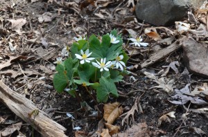 Bloodroot in Early Spring