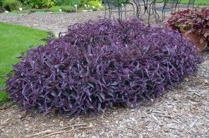 'Purple Heart' Setcreasia at Ohio State University Gardens 