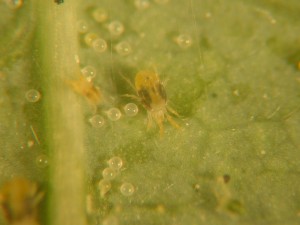 Two spotted mite on henbit (magnified) (photo courtesy of Dr. Frank Hale, Univ. of TN)
