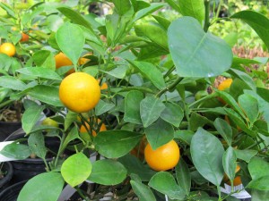 Calamondin orange(Citrofortunella mitis)