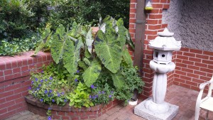 Colocasia esculenta 'Mojito' at Biltmore Estates, Asheville, NC