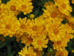 Coreopsis 'Jethro Tull' (photo from Itsaul Plants, Inc.)