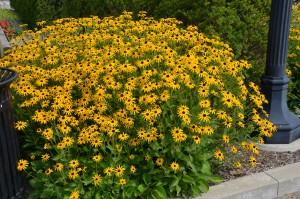 Rudbeckias in Downtown Pittsburgh, PA