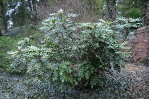 Mahonia bealei better planted in springtime