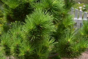 Long dense needles of 'Thunderhead' pine