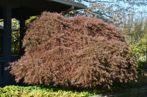 Acer palmatum 'Tamukeyama' at NC Arboretum, Asheville, NC