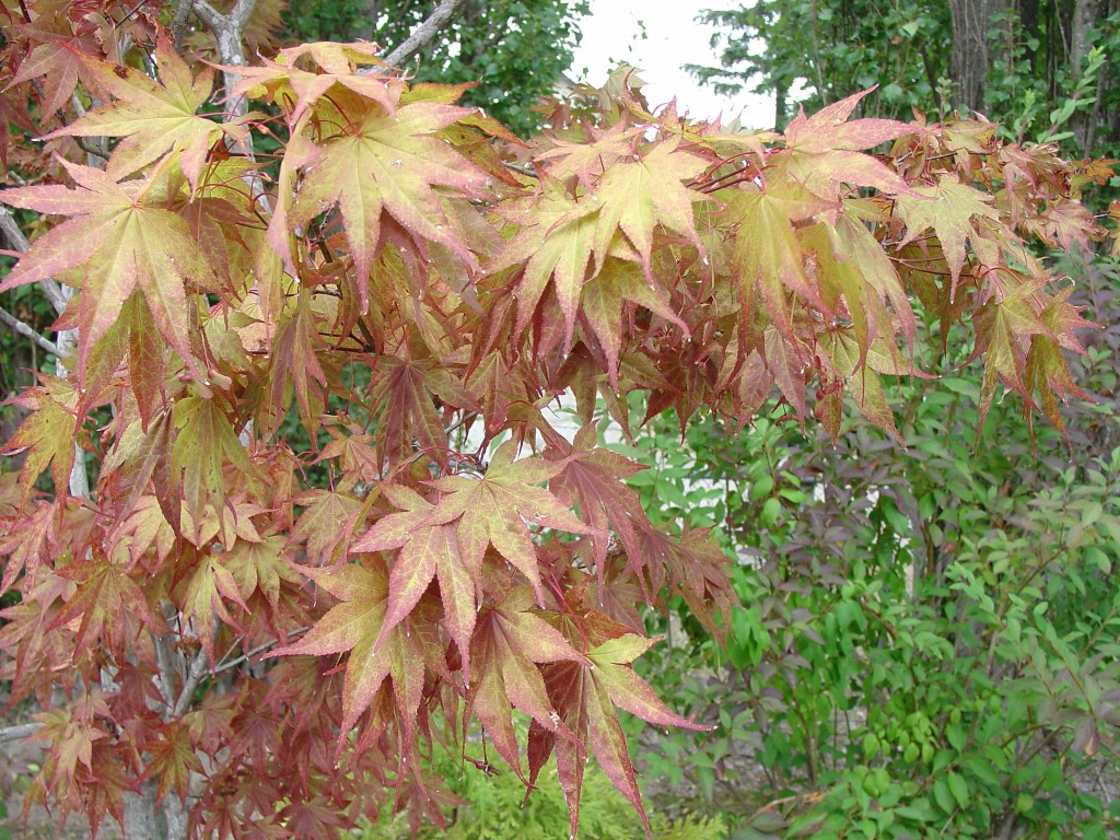 price list japanese maple tree types