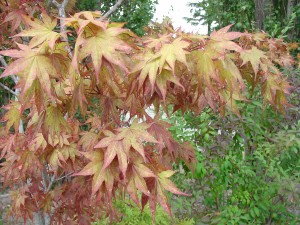 Palmatum leaf type