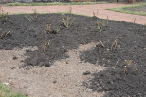 Recently pruned roses and winter-protecting mulch