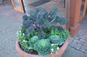 Flowering kale and cabbage and pansies in container at Biltmore Estate, Asheville, NC