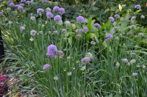German chives (A. lusitanicum) at Kingwood Center, Mansfield, Ohio
