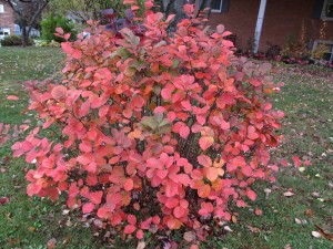 Fall color of F. gardenii