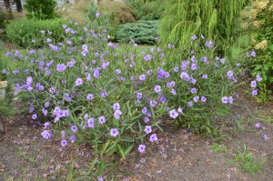 Purple form of Ruellia at UT Gardens in Knoxville, TN