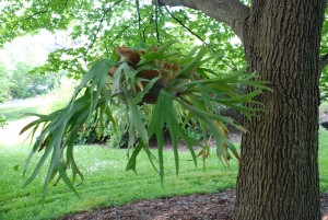 Staghorn fern hanging basket in shade tree 