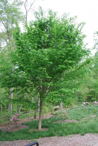Young Princeton elm (Ulmus americana)