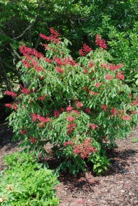 Red buckeye at Biltmore Estates, Asheville, NC