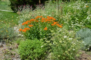 Butterfly weed (Asclepias)