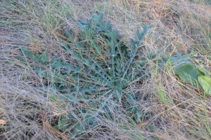 Thistles difficult to manage