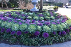 Collection of Flowering Kale at Dallas Arboretum
