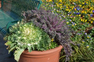 Flowering Kale in Container