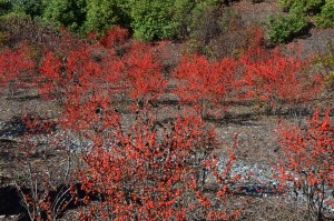 Winterberry holly at NC Hwy rest area