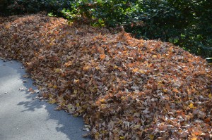 Leaf pile for later mulching