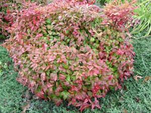 Brightly colorful Nandina foliage in late winter in zone 6