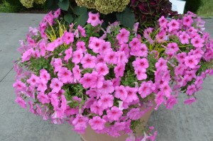 Petunia x 'Easy Wave Pink Passion'