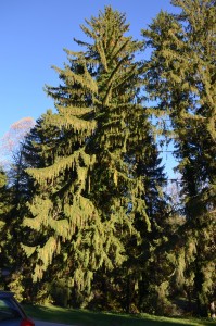 Mature sspruce at Biltmore Estate, Asheville, NC