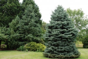 Colorado spruce, formerly a Christmas tree, now landscape tree