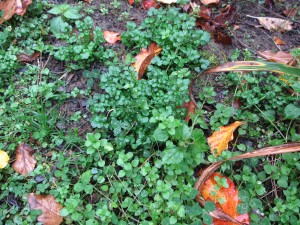 Winter annual weeds in fall garden