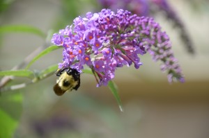 Bumblebee on buddleia 