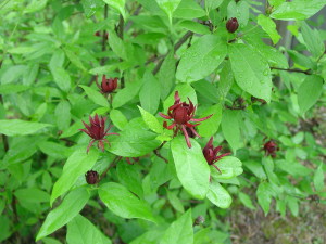 Carolina Allspice Sweetshrub 