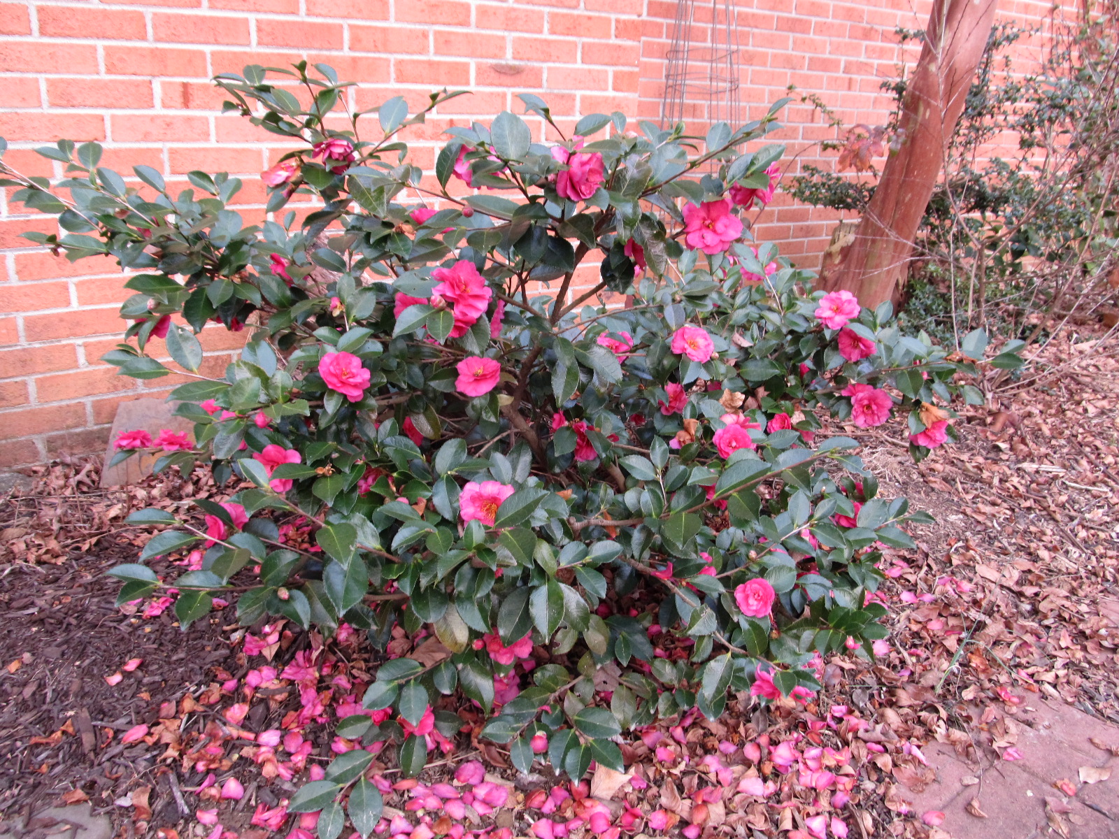 Some Zone 7 Camellias Survive In Zone 6 As Well What Grows There Some Zone 7 Camellias Survive In Zone 6 As Well What Grows There