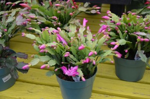 Thanksgiving cactus for sale