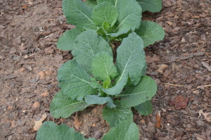 'Wirosa Savoy' Cabbage at Atlanta Botanical Garden in October