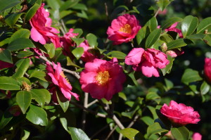 Camellia sasangua 'Kanjiro' 