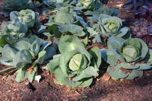 Cabbages heading at Dallas Arboretum in early January