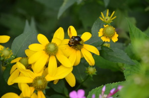 Awareness of Beneficial Insects In Landscape