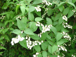 Deutzia gracilis foliage