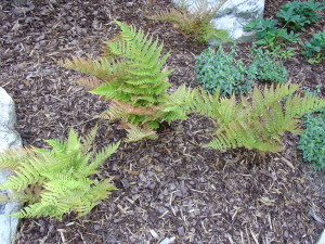 Autumn fern in mid-spring