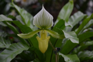 Lady Slipper Orchid(Papliopedalum)
