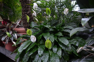 Peace lily (Spathiphyllum)