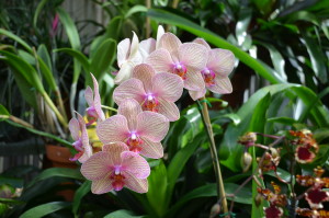 Phalaenopsis orchid at Biltmore Estate in Asheville, NC