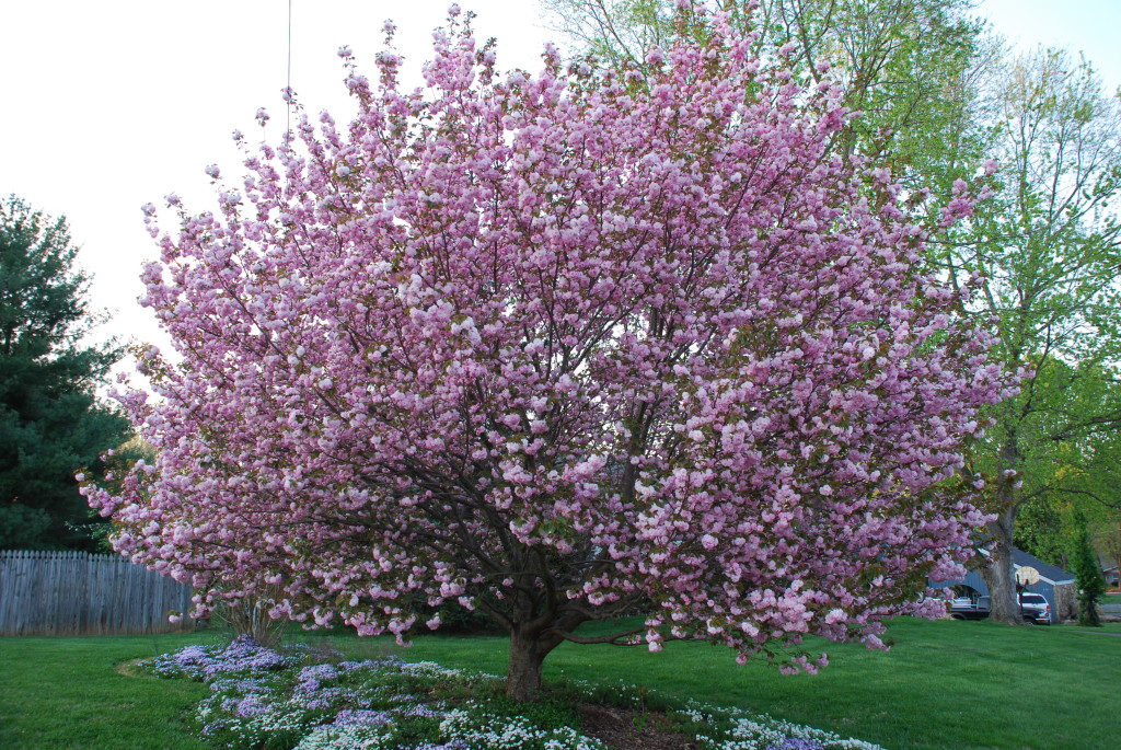 Enjoy The Double Soft Pink Flowers Of Kwanzan Cherry What Grows There Hugh Conlon