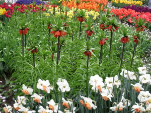 Red Fritillarias Interplanted with other bulbs