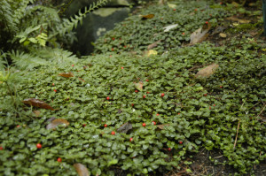 Partridgeberry (Michella repens)