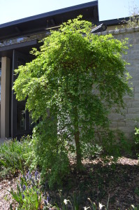 Styrax japonicus 'Pendula' at Atlanta Botanical Garden, Atlanta, GA