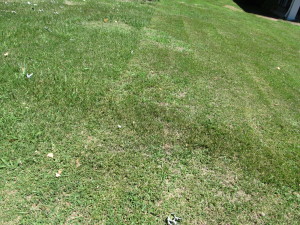 Fescue Lawn mowed too closely 