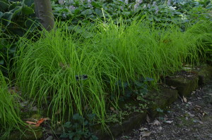 'Bowles Golden' Sedge at Kingwood Center in Mansfield, Ohio